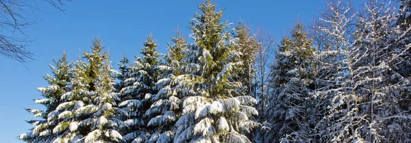 Sapins d'hiver dans la forêt allemande avec soleil . — Photo