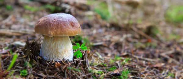 Porcini mushroom in the autumn forest. — Stock Photo, Image