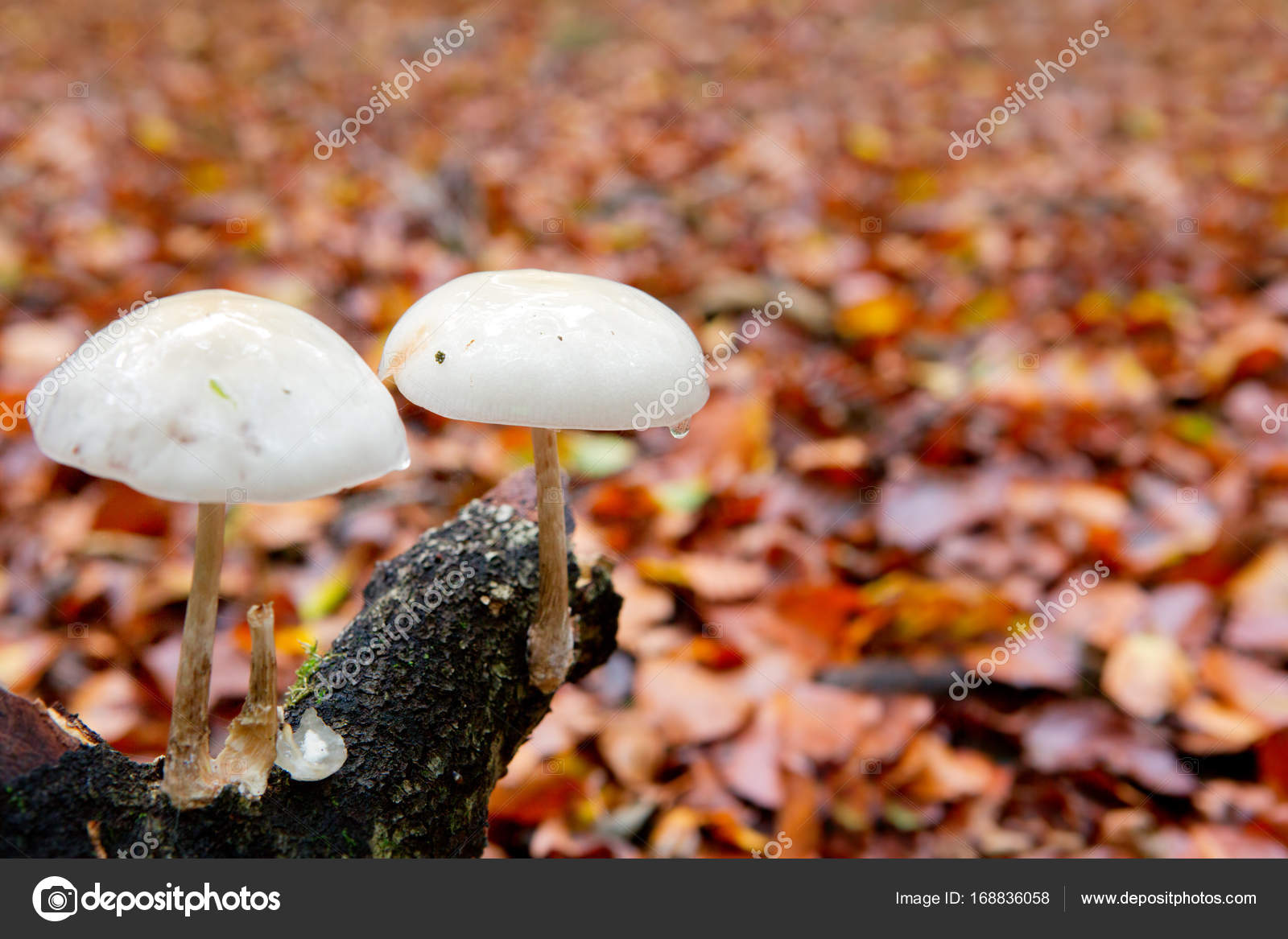 Toxic Mushrooms In The Forest Stock Photo C Swkunst 168836058