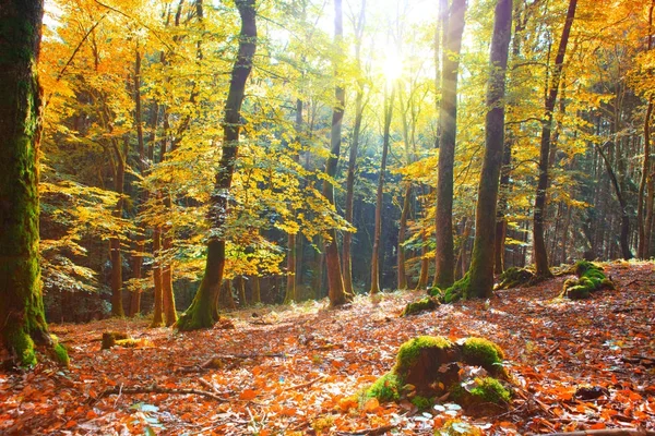 Herfst Duitse bos met zon lichtbundel. — Stockfoto