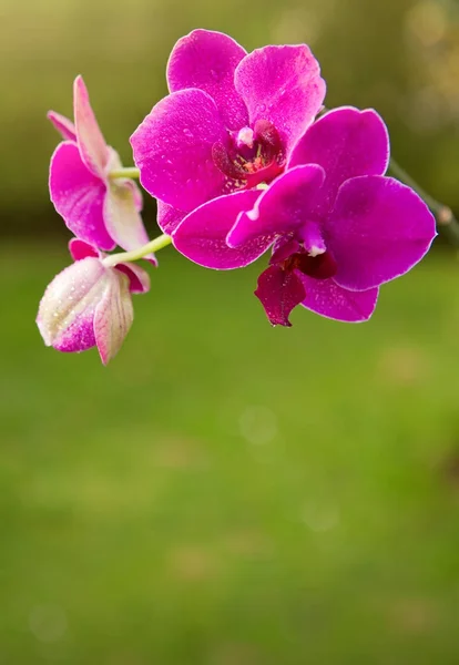Рожеві квіти орхідей в саду . — стокове фото