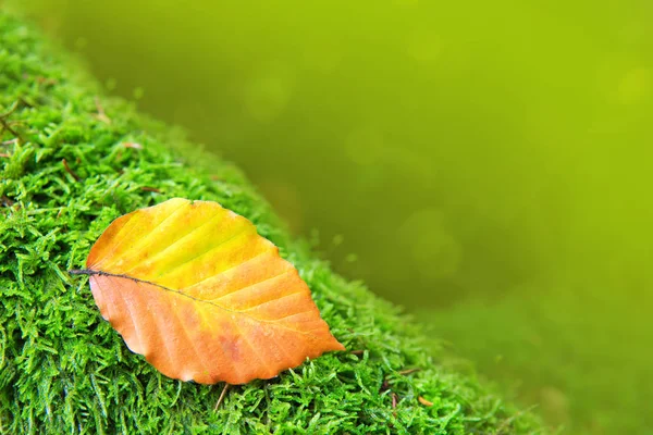 Folha de outono em musgo verde . — Fotografia de Stock