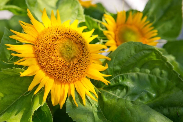 Close up of sunflower. — Stock Photo, Image