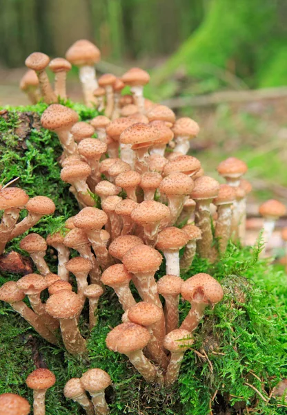 Agaric honey fungus in autumn forest. — Stock Photo, Image