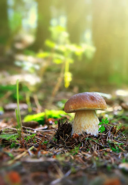 Porcini mushroom in the autumn forest. — Stock Photo, Image