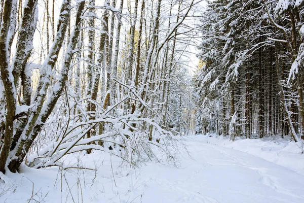 숲에서 나무를 통해 겨울 햇빛. — 스톡 사진