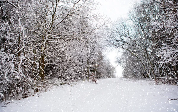Alman kış orman ve kar yağışı.
