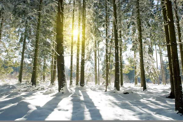 Západ slunce v německé zimní les. — Stock fotografie