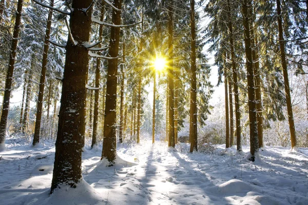 독일 겨울 숲에서. — 스톡 사진
