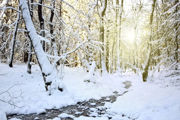 Alberi invernali e strada nella foresta tedesca con sole . — Foto Stock