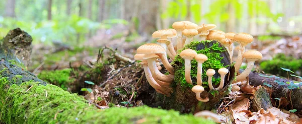 Yosun içinde güzel mantar.