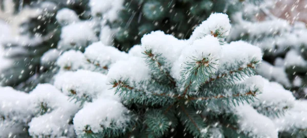 Kiefernzweige mit weißem Schnee bedeckt. — Stockfoto