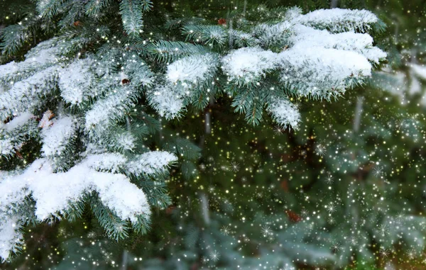 Dennentakken bedekt met witte sneeuw. — Stockfoto