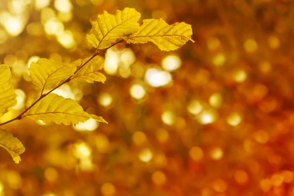 Herbstlicher Hintergrund mit gelben Blättern. — Stockfoto