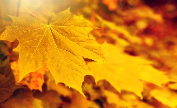 Herbst Hintergrund mit Ahornblättern. — Stockfoto