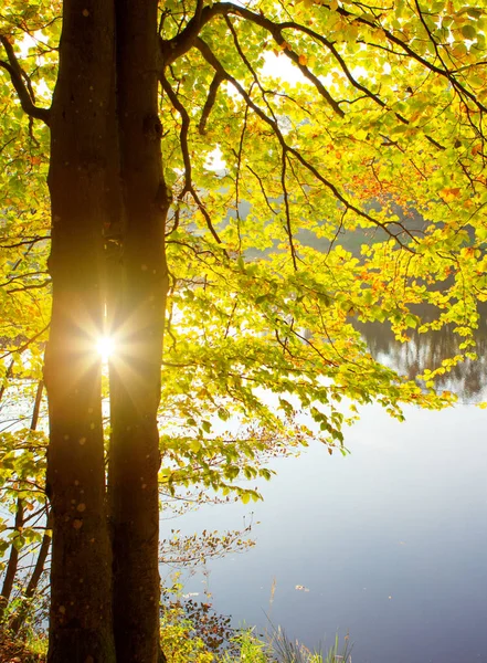 Autumn background with yellow leaves and sunlight. — Stock Photo, Image