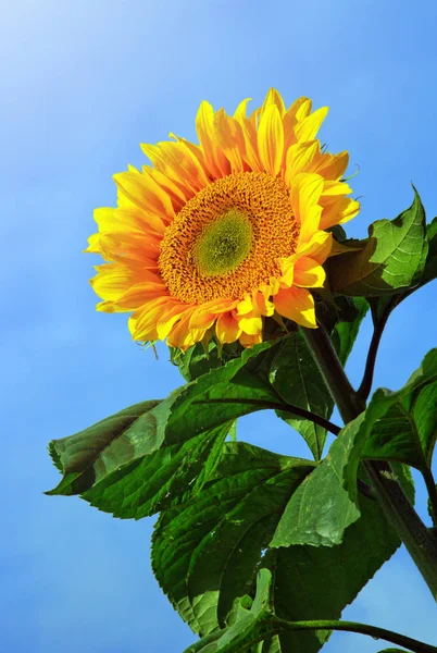 Zon bloem tegen een blauwe hemel. — Stockfoto