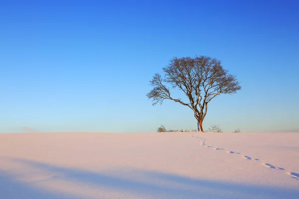 Paisagem de inverno com árvore. — Fotografia de Stock