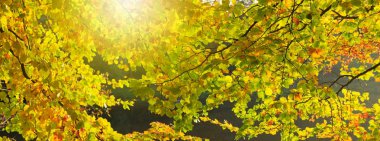 Sarı akçaağaç yaprakları ve güneş ışığı ile sonbahar orman.