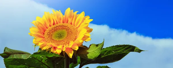 Ήλιο λουλούδι μπλε ουρανό. — Φωτογραφία Αρχείου