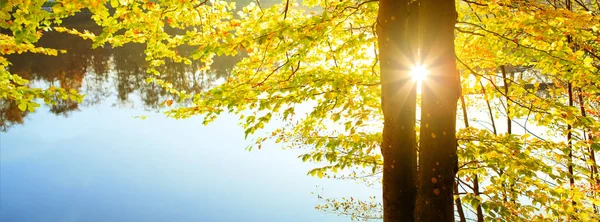 Fond d'automne avec feuilles jaunes et lumière du soleil . — Photo