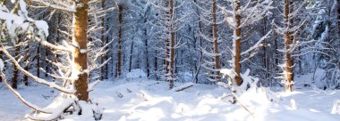 Ağaçları kar, Noel arka plan ile.