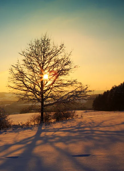 Zachód Słońca Krajobraz zima z drzewa. — Zdjęcie stockowe