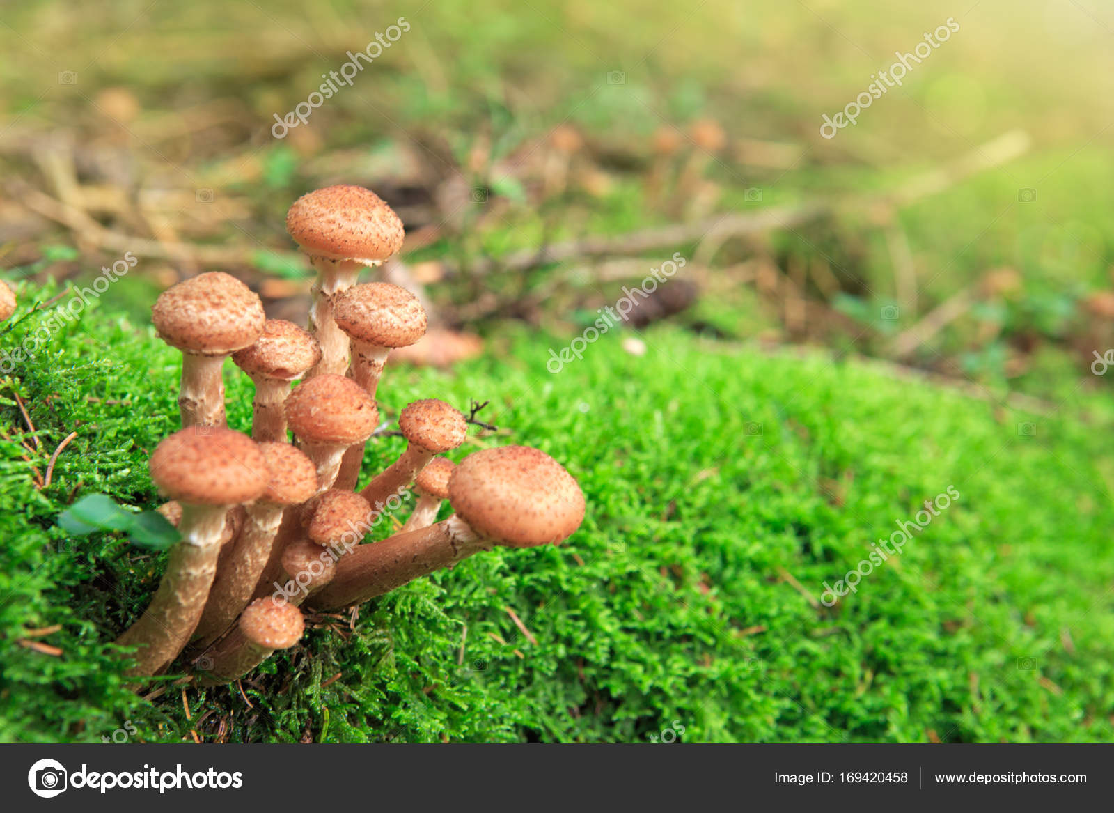 Nok bilan jinsiy qiynoqlar Erkak ayollarning koz ongida qolini silkitadi