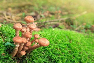 Agaric bal mantar sonbahar ormandaki.