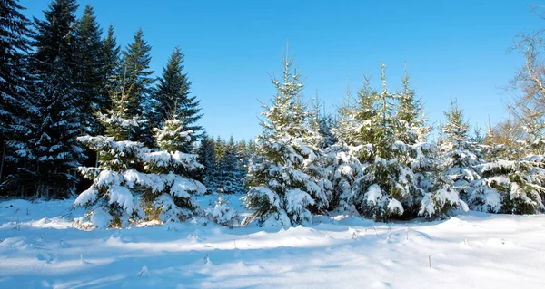 Karla kaplı ağaçlarla kaplı kış manzarası.