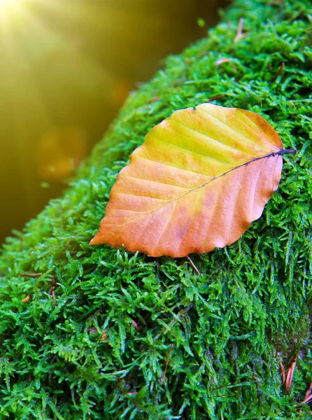 Hoja de otoño sobre musgo verde . —  Fotos de Stock