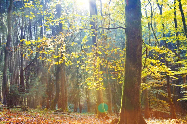 Bosque alemán de otoño con haz de sol . —  Fotos de Stock