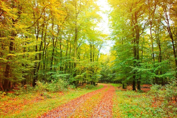 Herbst deutscher Wald mit Sonnenstrahl und Straße. — Stockfoto