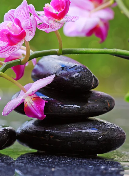 Pedras de spa preto e orquídea rosa . — Fotografia de Stock