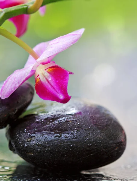 Svart spa stones och pink orchid blommor . — Stockfoto