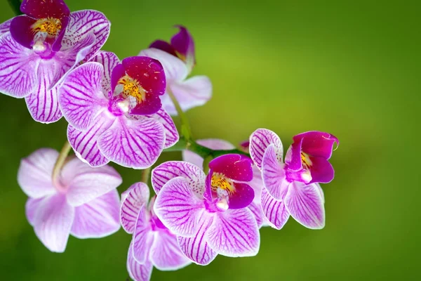 Fechar de uma orquídea rosa com gotas de água . — Fotografia de Stock