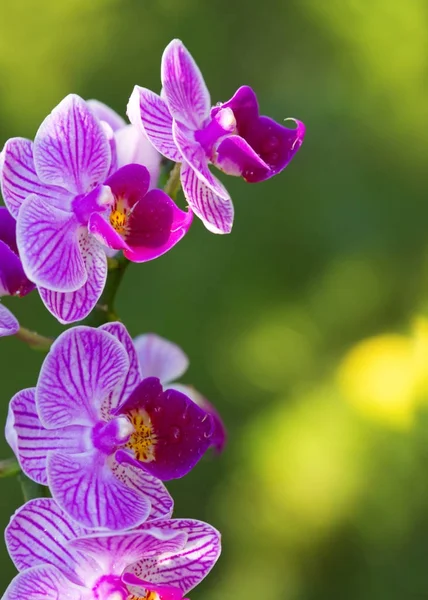 Flores de orquídea rosa isoladas . — Fotografia de Stock