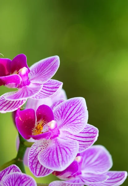 Fechar de uma orquídea rosa com gotas de água . — Fotografia de Stock