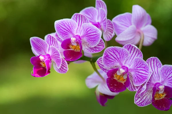 Orquídea rosa com gotas de água isoladas . — Fotografia de Stock