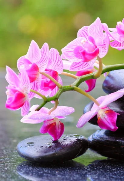 Svart spa stones och pink orchid. — Stockfoto