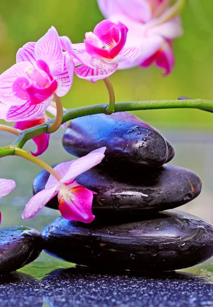 Piedras de spa negro y orquídea rosa . —  Fotos de Stock