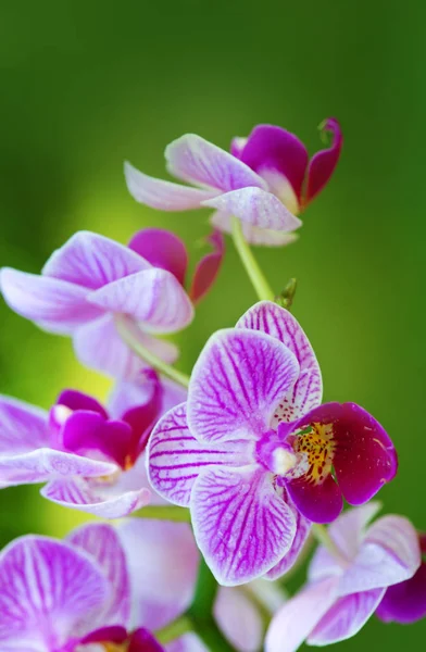 Orquídea rosa com gotas de água isoladas . — Fotografia de Stock