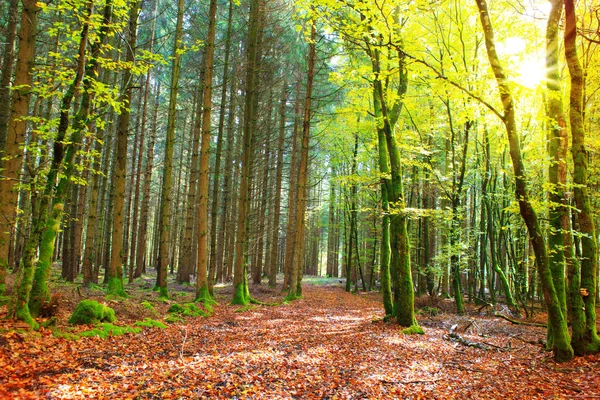 Forêt allemande d'automne avec rayon de soleil . — Photo