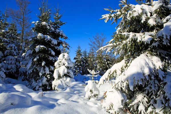 Paisaje invernal con árboles cubiertos de nieve. —  Fotos de Stock