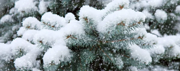 Branches de pin recouvertes de neige blanche. — Photo