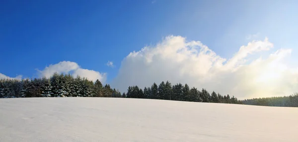 Borovice s sněhu a modrá obloha. — Stock fotografie