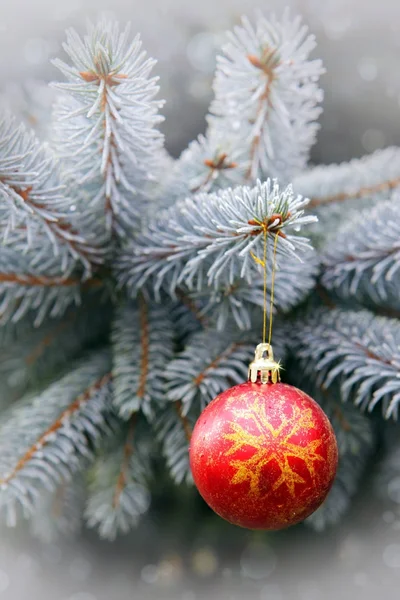 Bola de Navidad y ramas de pino azul  . — Foto de Stock