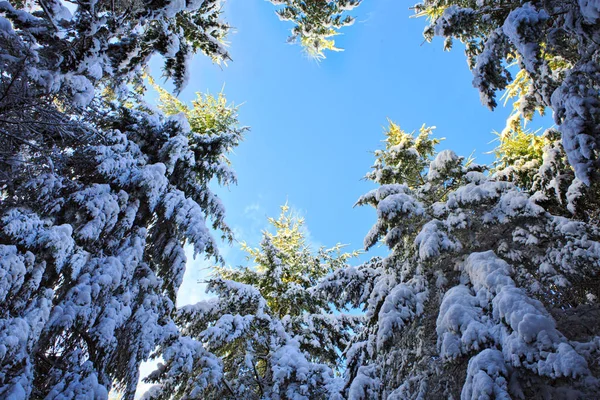 Pinhais com neve no inverno  . — Fotografia de Stock