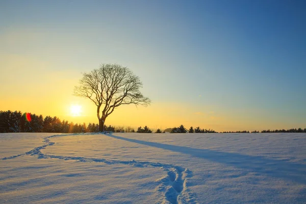 Winter sunset landscape with tree and footprints.