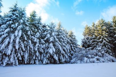 Çam ağaçları ile kışın kar .